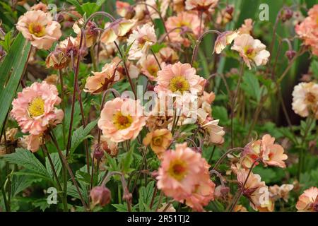 Cocktail Geum 'Mai Tai' in Blume. Stockfoto