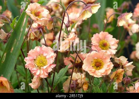 Cocktail Geum 'Mai Tai' in Blume. Stockfoto