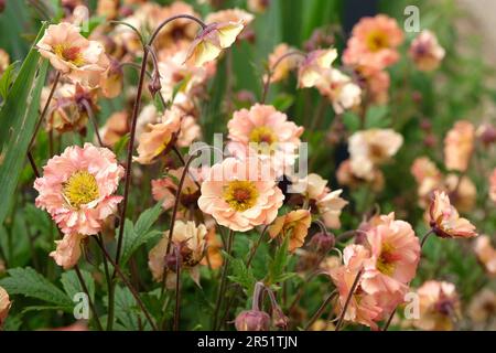 Cocktail Geum 'Mai Tai' in Blume. Stockfoto
