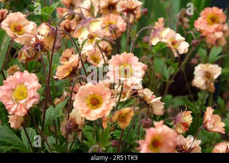 Cocktail Geum 'Mai Tai' in Blume. Stockfoto