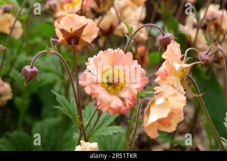 Cocktail Geum 'Mai Tai' in Blume. Stockfoto
