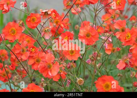 Rotes Geum „Scarlet Tempest“ in Blume. Stockfoto