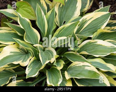 Das cremefarbene und grüne Blattwerk von Hosta „Wolverine“ Stockfoto