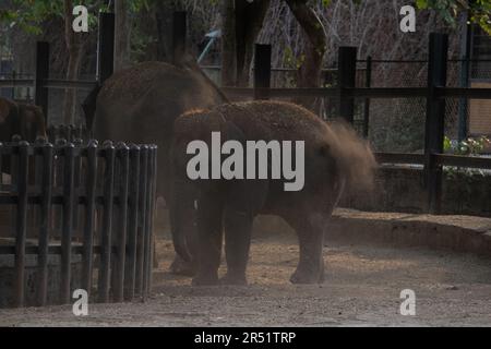 Baby Elefant spielt mit Mutter im Bannerghatta Nationalpark Bangalore im Zoo. Forest Wildlife Sanctuaries in Karnataka India Stockfoto