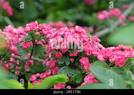 Englischer Weissdorn "PaulÕs Scharlach" in Blume. Stockfoto