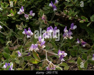 Die violetten und weißen Blüten der süßen Erbse Lathyrus laxiflorus Stockfoto