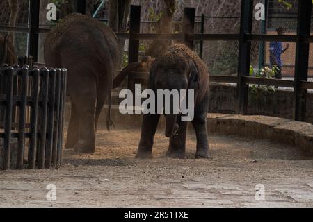 Baby Elefant spielt mit Mutter im Bannerghatta Nationalpark Bangalore im Zoo. Forest Wildlife Sanctuaries in Karnataka India Stockfoto