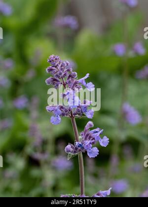 Nahaufnahme eines einzelnen blassblauen Blumenstifts der Katzenminte Nepeta faassenii Stockfoto