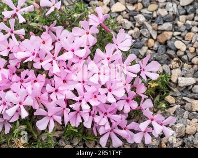 Nahaufnahme einer Gruppe rosa Muschelblumen des alpinen Phlox douglasii „Boranovice“ Stockfoto