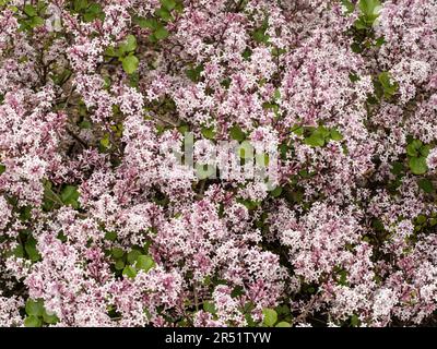 Eine Gruppe von blassrosa Blüten des Zwergs Flieder Syringa meyeri „Palibin“ Stockfoto