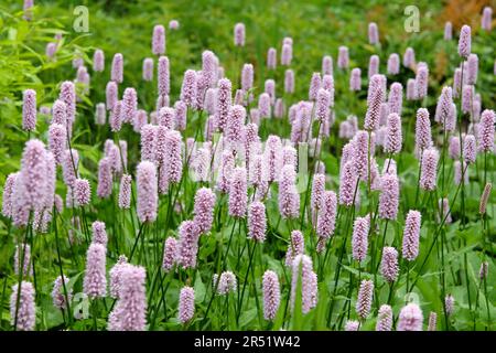 Blassrosa gewöhnliche Bistorte in Blume Stockfoto