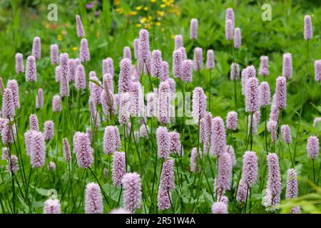 Blassrosa gewöhnliche Bistorte in Blume Stockfoto