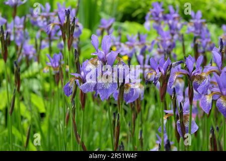 Iris "Tropische Nacht" in Blume Stockfoto