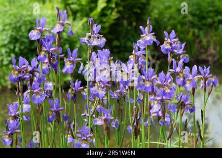 Iris "Tropische Nacht" in Blume Stockfoto