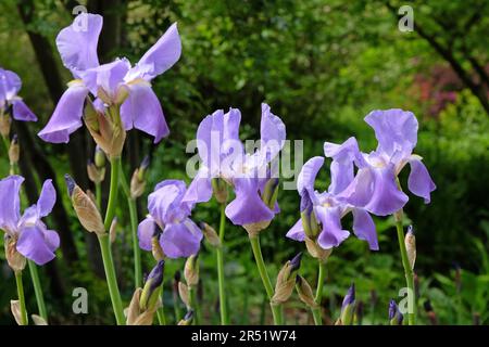 Iris pallida, dalmatinische Iris oder süße Iris, in Blüte. Stockfoto