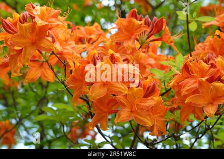Rhododendron Golden Flare Exbury in Blume, Stockfoto