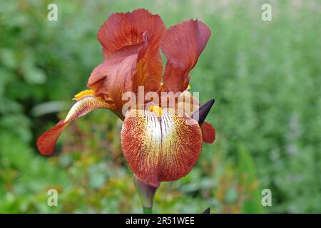 Die bärtige Iris Kent Pride in Blume. Stockfoto