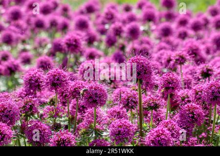 Viel rosa weiße Kreuzwurz mit einer Biene Stockfoto