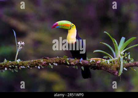 Kielschnabeltukan (Ramphastos sulfuratus) aus Laguna Lagarto, Costa Rica. Stockfoto