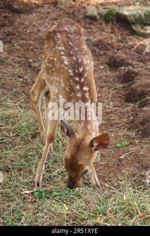 Ein gefleckter Hirsch oder Achsenhirsch frisst das Gras im Boden. Stockfoto