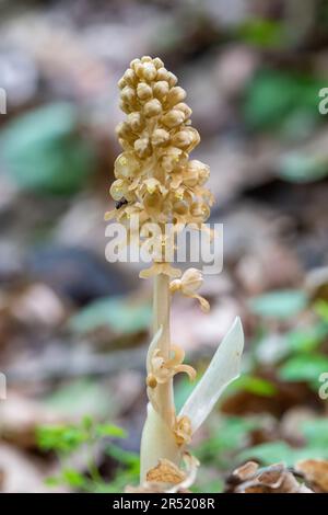 Vogelnest-Orchidee (Neottia nidus-avis) Wildblume Stockfoto