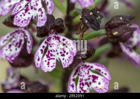 Nahaufnahme einer Orchidee (Orchis purpurea) Stockfoto