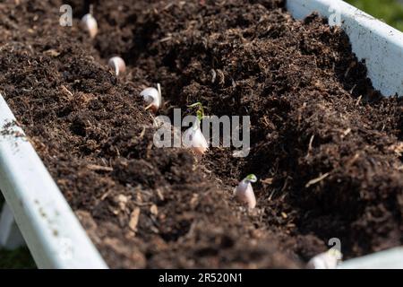 Knoblauchzehen in einer Holzpflanze in einem Garten Pflanzen. Entwickeln Sie Ihr eigenes Konzept. Stockfoto