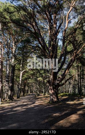 Rennstrecke für mehrere Zwecke ohne Menschen durch natürliche Schotten-Pinienwälder im Glenmore Forest Park im Cairngorns National Park, Schottland Stockfoto