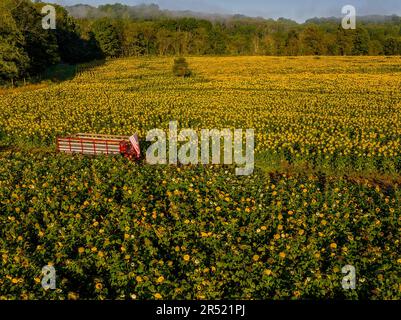 Aerial Sunflower Field – Blick von der oberen Drohne auf die blühenden Sonnenblumenfelder im Gartenstaat New Jersey. Dieses Bild ist auch in Schwarz verfügbar Stockfoto
