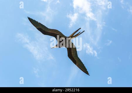 Fregattvogel „Fregata Magnificens“ gleitet über dem blauen Himmel Celestun, Yucatan, Mexiko Stockfoto