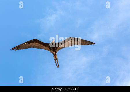 Fregattvogel „Fregata Magnificens“ gleitet über dem blauen Himmel Celestun, Yucatan, Mexiko Stockfoto