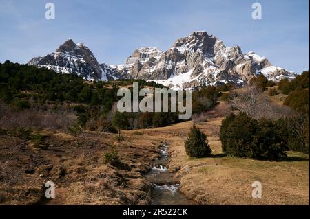 Spektakuläre Landschaft mit grünen Nadelbäumen, die auf einem grasbedeckten Hügel gegen schneebedeckte Berge und blauen wolkenlosen Himmel in der Natur der Pyrenäen wachsen Stockfoto