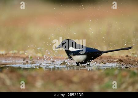 Seitenansicht des wilden Pica-Pica-Vogels mit schwarz-weißem Körper mit blauem Gefieder auf Flügeln, der im Teich badet Stockfoto