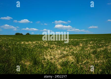 Felder mit blauem Himmel, Wolken und Bäumen im Dachau-Hinterland, Bayern, bei München Stockfoto