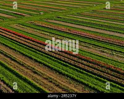 Aerial Tulip Farm - Luftaufnahme von Reihen bunter Tulpen. Dieses Bild ist sowohl in Farbe als auch in Schwarzweiß verfügbar. Zum Anzeigen weiterer Bilder Stockfoto