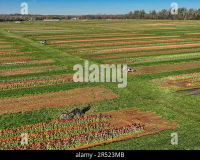 Aerial Tulip Farm - Luftaufnahme von Reihen bunter Tulpen. Dieses Bild ist sowohl in Farbe als auch in Schwarzweiß verfügbar. Zum Anzeigen weiterer Bilder Stockfoto