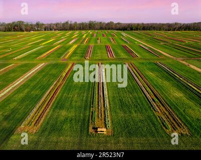 Aerial Tulip Farm - Luftaufnahme von Reihen bunter Tulpen. Dieses Bild ist sowohl in Farbe als auch in Schwarzweiß verfügbar. Zum Anzeigen weiterer Bilder Stockfoto