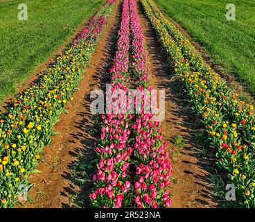 Aerial Tulip Farm - Luftaufnahme von Reihen bunter Tulpen. Dieses Bild ist sowohl in Farbe als auch in Schwarzweiß verfügbar. Zum Anzeigen weiterer Bilder Stockfoto