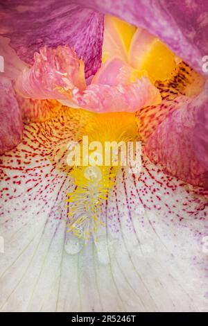 Nassbärtige Iris aus nächster Nähe - Eine Nahaufnahme der Wassertropfen auf einer rosa und gelben bärtigen Iris-Blume während einer Frühlingsdusche. Dieses Bild ist ebenfalls verfügbar Stockfoto