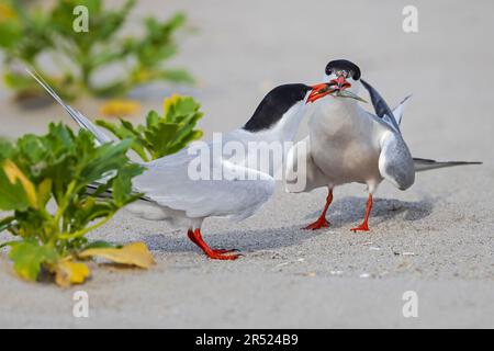 Common Terns Courting - Ein Fischangebot während eines Courting-Rituals in der Nistkolonie am Ufer. Stockfoto