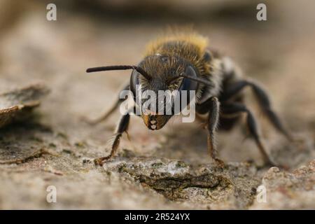 Natürliche frontale Detailnaht einer kleinen Osmia melanogaster-Maurbiene aus dem Mittelmeer Stockfoto