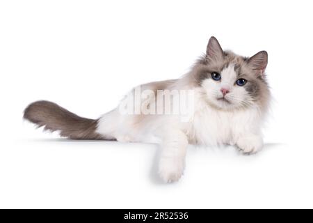 Hübsche zweifarbige Ragdoll-Katze, die sich seitlich auf einer Kante niederlegt. Mit dunkelblauen Augen in die Kamera schauen. Isoliert auf weißem Hintergrund. Stockfoto