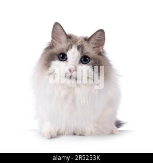 Hübsche zweifarbige Ragdoll-Katze, die sich nach vorne legt. Mit dunkelblauen Augen in die Kamera schauen. Isoliert auf weißem Hintergrund. Stockfoto