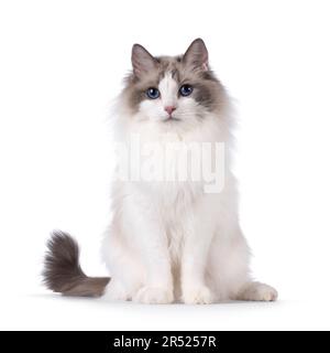 Hübsche zweifarbige Ragdoll-Katze, die vorne sitzt. Mit dunkelblauen Augen in die Kamera schauen. Isoliert auf weißem Hintergrund. Stockfoto