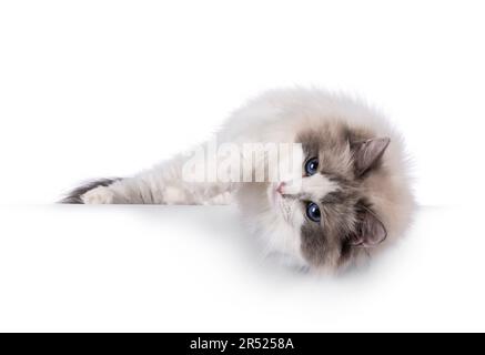 Hübsche zweifarbige Ragdoll-Katze, die sich seitlich über die Kante legt. Mit dunkelblauen Augen in die Kamera schauen. Isoliert auf weißem Hintergrund. Stockfoto