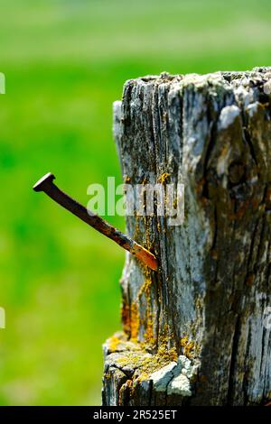 Alter roher Nagel in verwittertem Holzpfahl Stockfoto