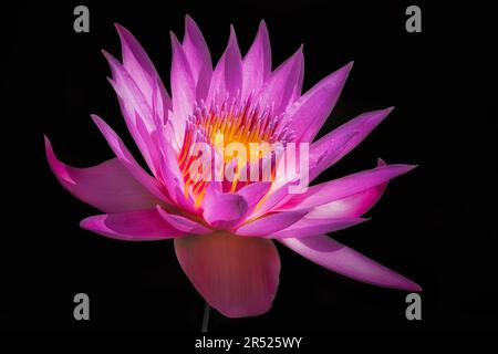Glowing Waterlily - Eine magentafarbene und gelbe Wasserlilie mit einem leuchtenden Zentrum. Dieses Bild ist auch in Schwarzweiß verfügbar. Um weitere im anzuzeigen Stockfoto