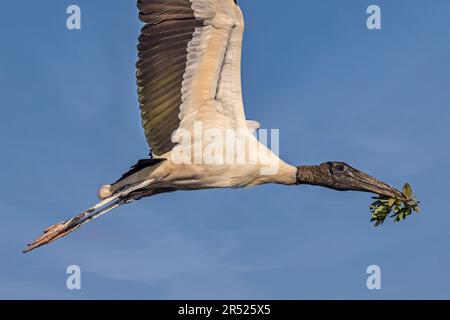 Holzstorch mit Nestmaterial – Nahaufnahme eines Holzstorchs mit Nestmaterial, das zum Nest zurückkehrt. Dieses Bild ist auch als schwarzes an verfügbar Stockfoto