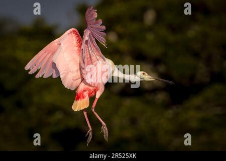 Roseate Spoonbill in Flight – Roseate Spoonbill mit wunderschöner Engelsflügelposition, wenn er zur Landung kommt. Dieses Bild ist auch als Bl Stockfoto