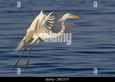 Anmutiger großer Egret - großer Egret im Flug mit Nestmaterial für sein Nest im Frühling. Dieses Bild ist auch in Schwarzweiß verfügbar Stockfoto